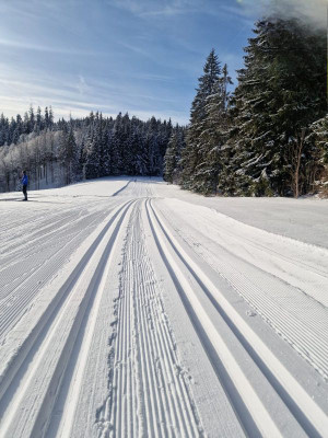 Försterspur